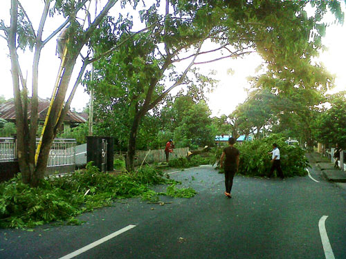 Lagi-lagi PLN Tebang Pohon