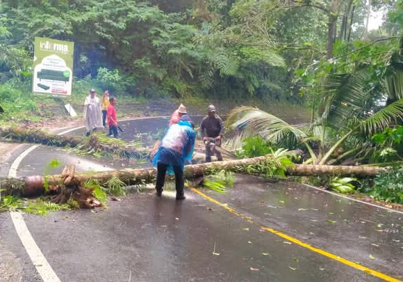 Mitigasi Kerawanan Pohon Tumbang Jalur Tomohon-Manado Jilid 2