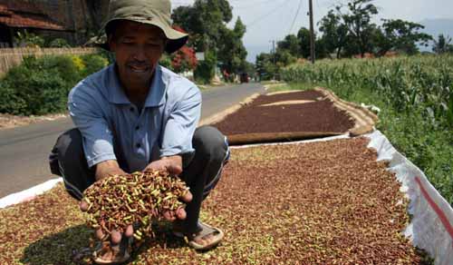 Panen Raya, Petani Sulut Sekarat