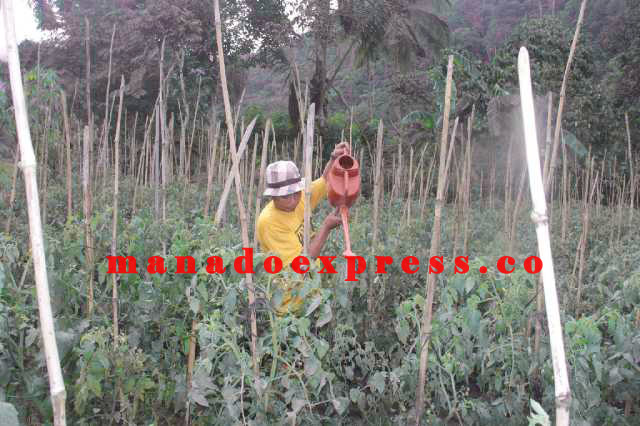 Petani Tomat dan Cabe Mengeluh