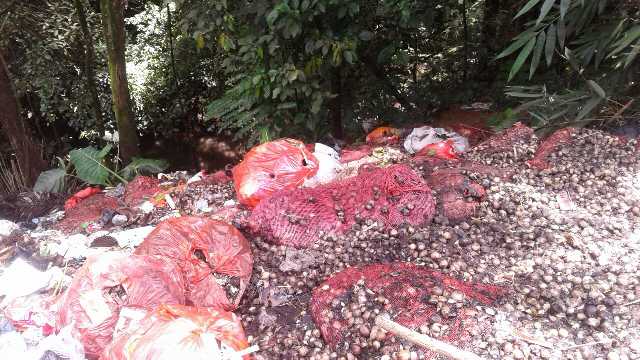 Bantuan 38 Ton Benih Bawang Merah Busuk