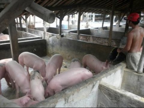 Papua dan Sangihe Tolak Daging Babi Sulut