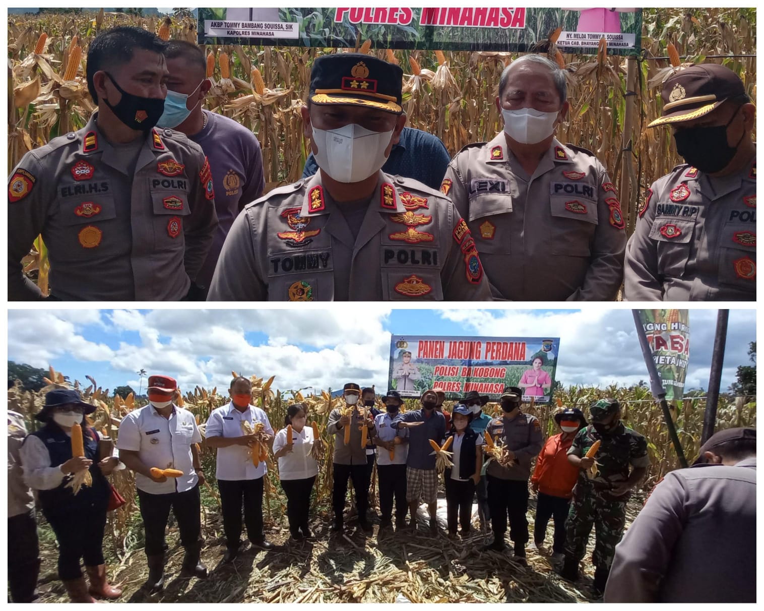 Tunjang PEN, Polres Minahasa Panen Jagung