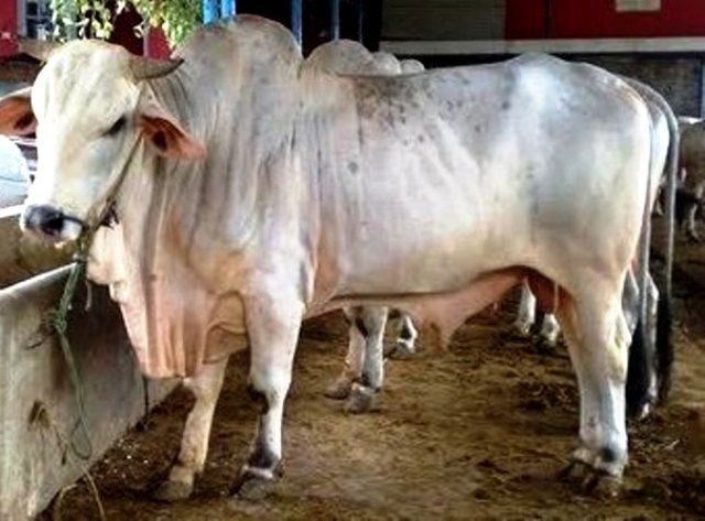 Dispertanak Mitra Genjot Populasi Sapi