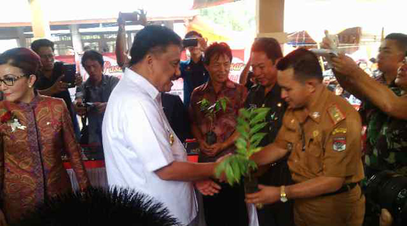 Gubernur Salurkan 400 Ribu Bibit Pohon Gaharu