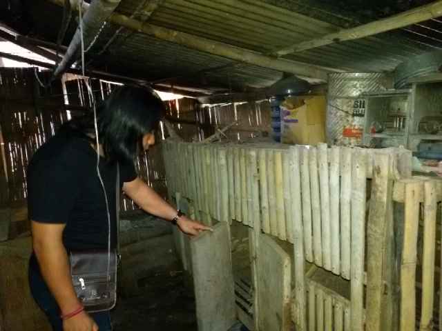 Polisi Amankan Captikus di Kandang Ayam
