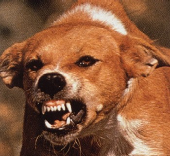 Rabies Teror Mitra