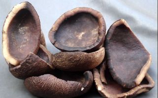 Kopra tak Mampu Lagi Sejahterakan Petani Minsel