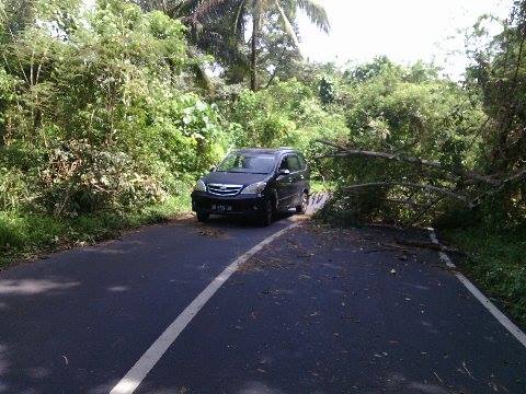 Pohon Tumbang Di Jalan Penghubung Tumpaan Tareran Belum Dibersihkan