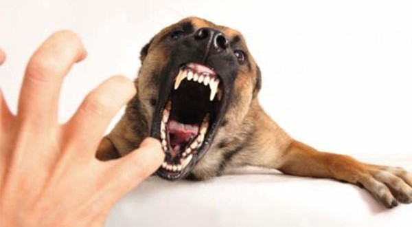 Astaga, Terjadi 10 Kasus Gigitan Anjing di Taler