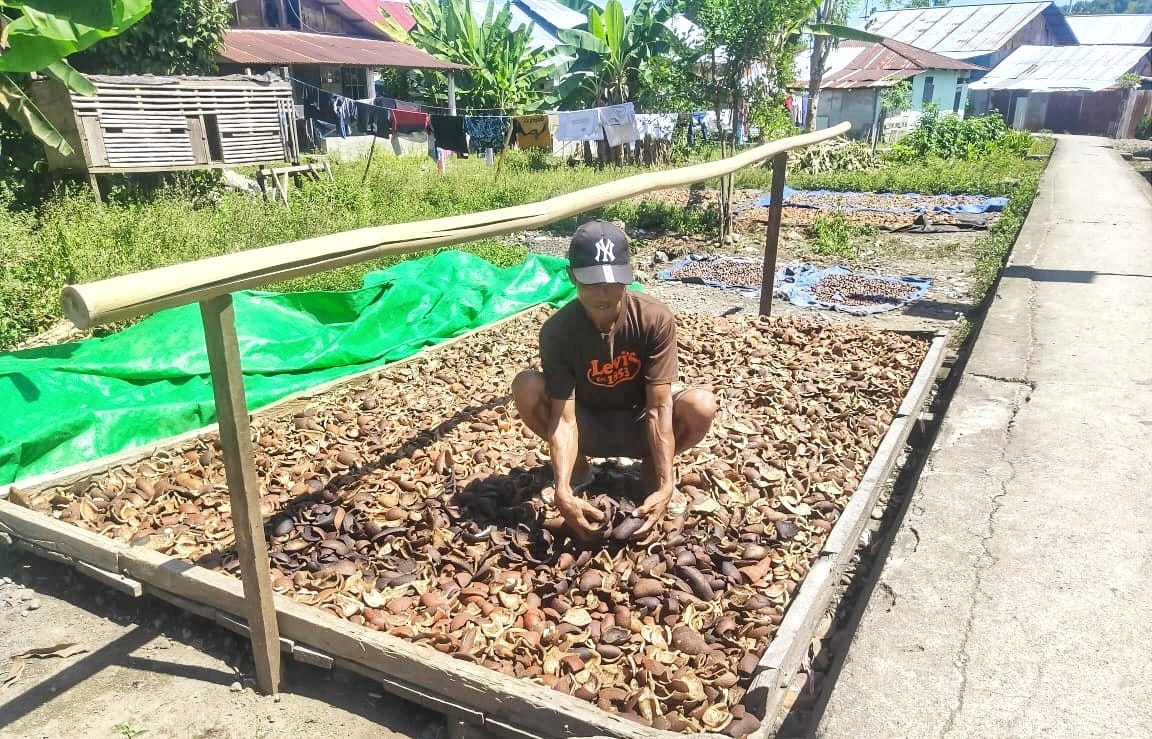 Harga Kopra di Kotabunan Tidak Stabil 
