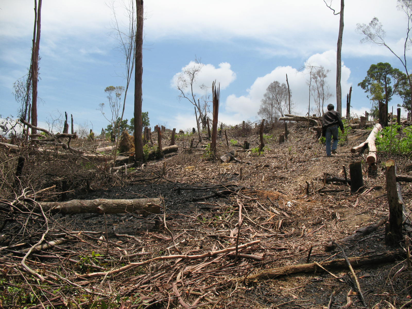 Tujuh Ribu Hektar Hutan Boltim Kritis!