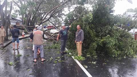 Pohon Tumbang Nyaris Hantam Mobil