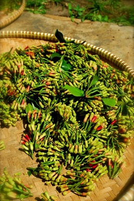 Pencurian Cengkih Kembali Marak