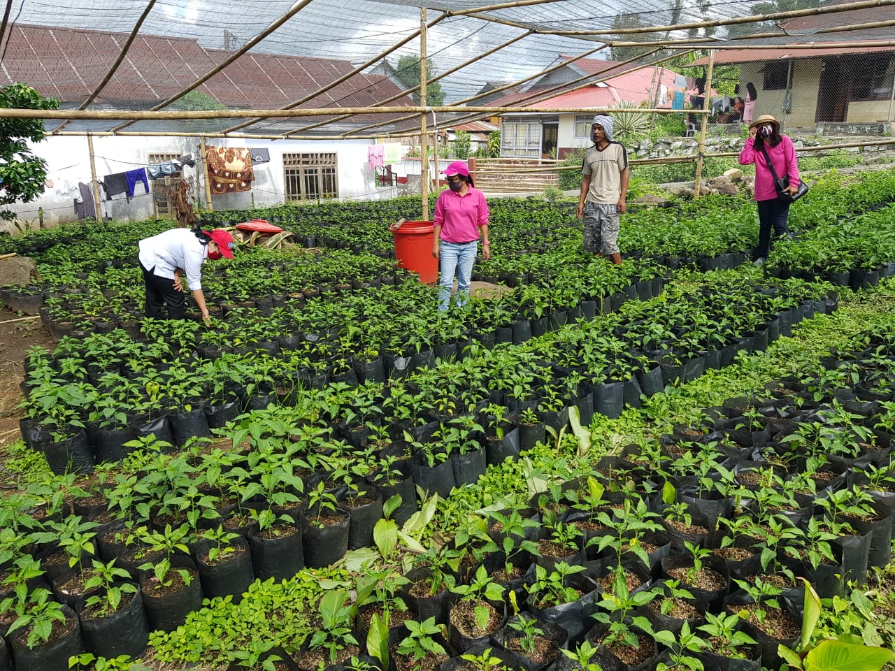 Pemkab Minahasa Perjuangkan Sertifikasi Benih Cabai Remboken