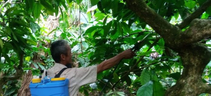 Distan Boltim Kenalkan Aplikasi Pupuk Nabati Bebas Bahan Kimia 