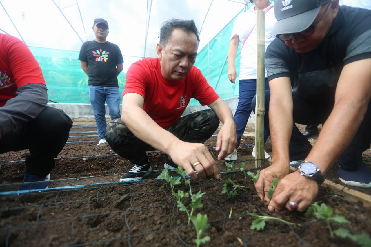 Walikota Caroll Tanam Bibit Bunga Krisan