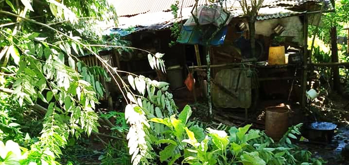 Pohon Tumbang Timpa Rumah Warga, Kakak Beradik Nyaris Jadi Korban