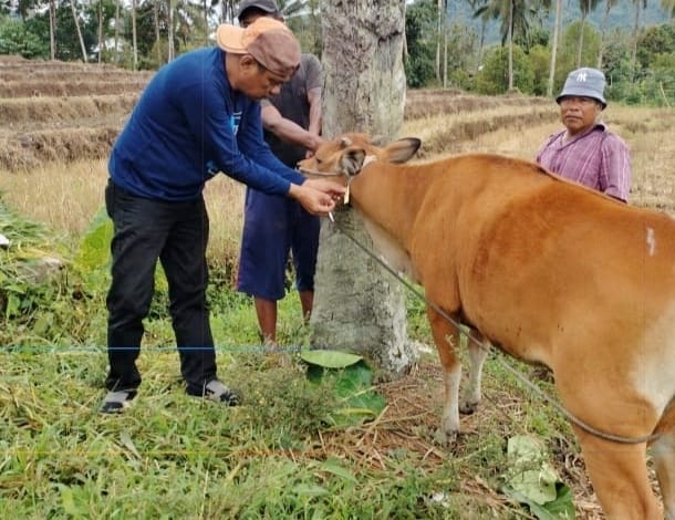 Distan Boltim Bersama Dinas Peternakan Sulut Lakukan Vaksinasi Pada Hewan Ternak  
