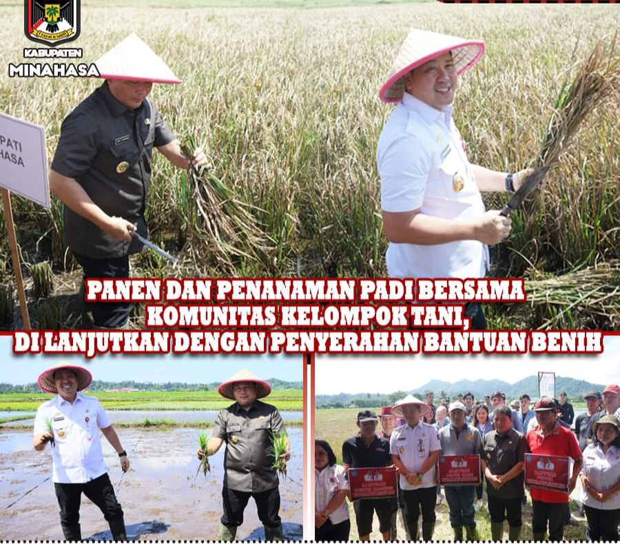 Dampingi Wagub, Penjabat Bupati Jemmy Kumendong Hadiri Panen dan Penanaman Padi di Desa Touliang Kakas