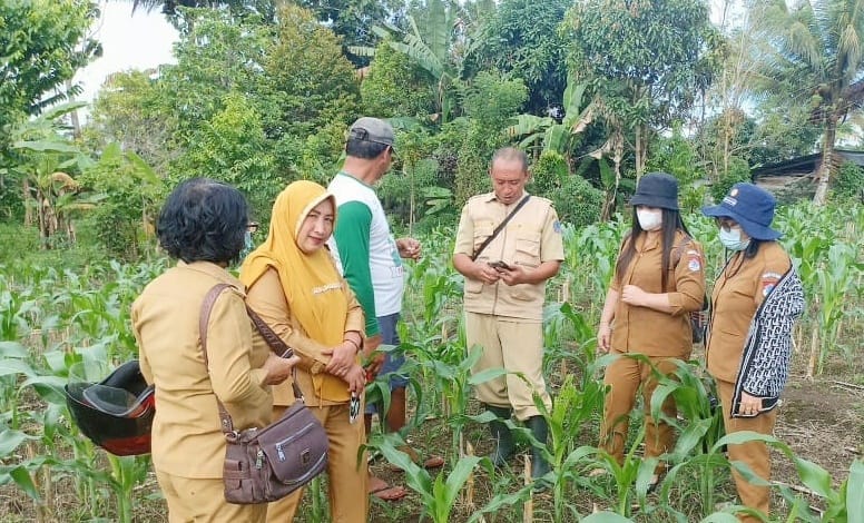 Distan Boltim Tangkal Serangan Hama Pada Tanaman Jagung 