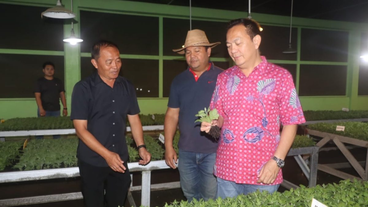 Walikota Panen Bibit Bunga Krisan